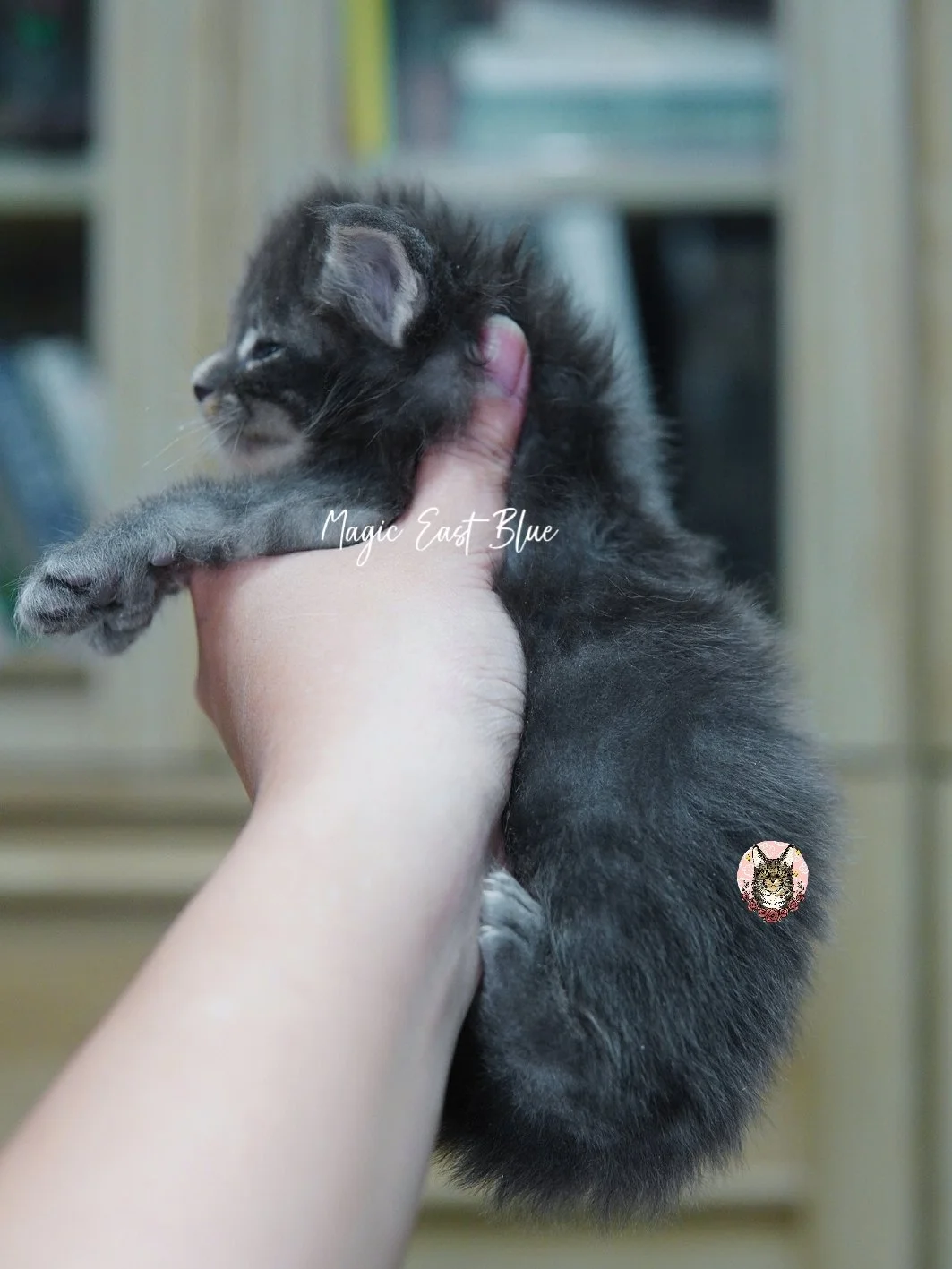 Blue tabby boy zuri mellow (13).jpg