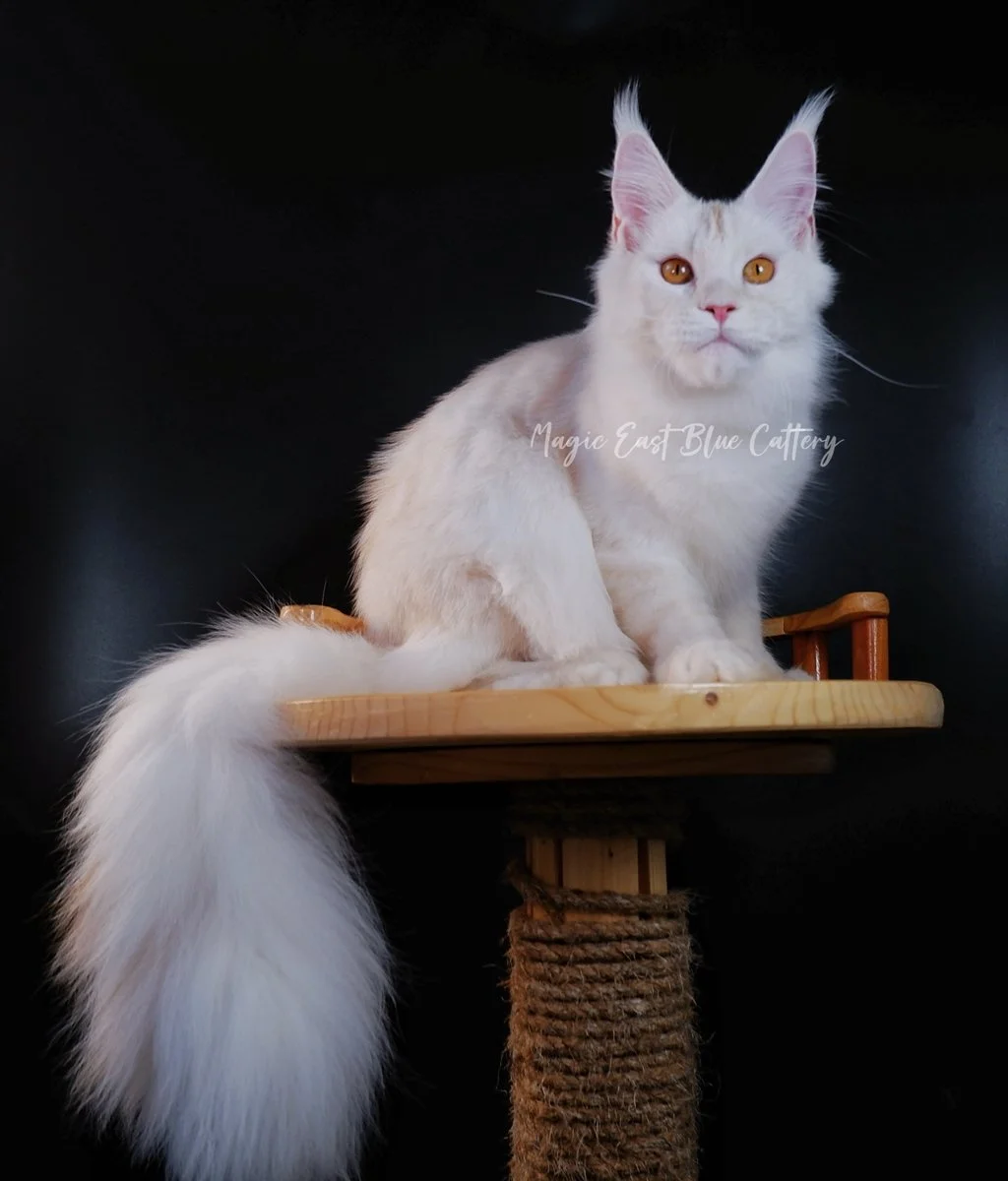 Purrfect (39).JPG