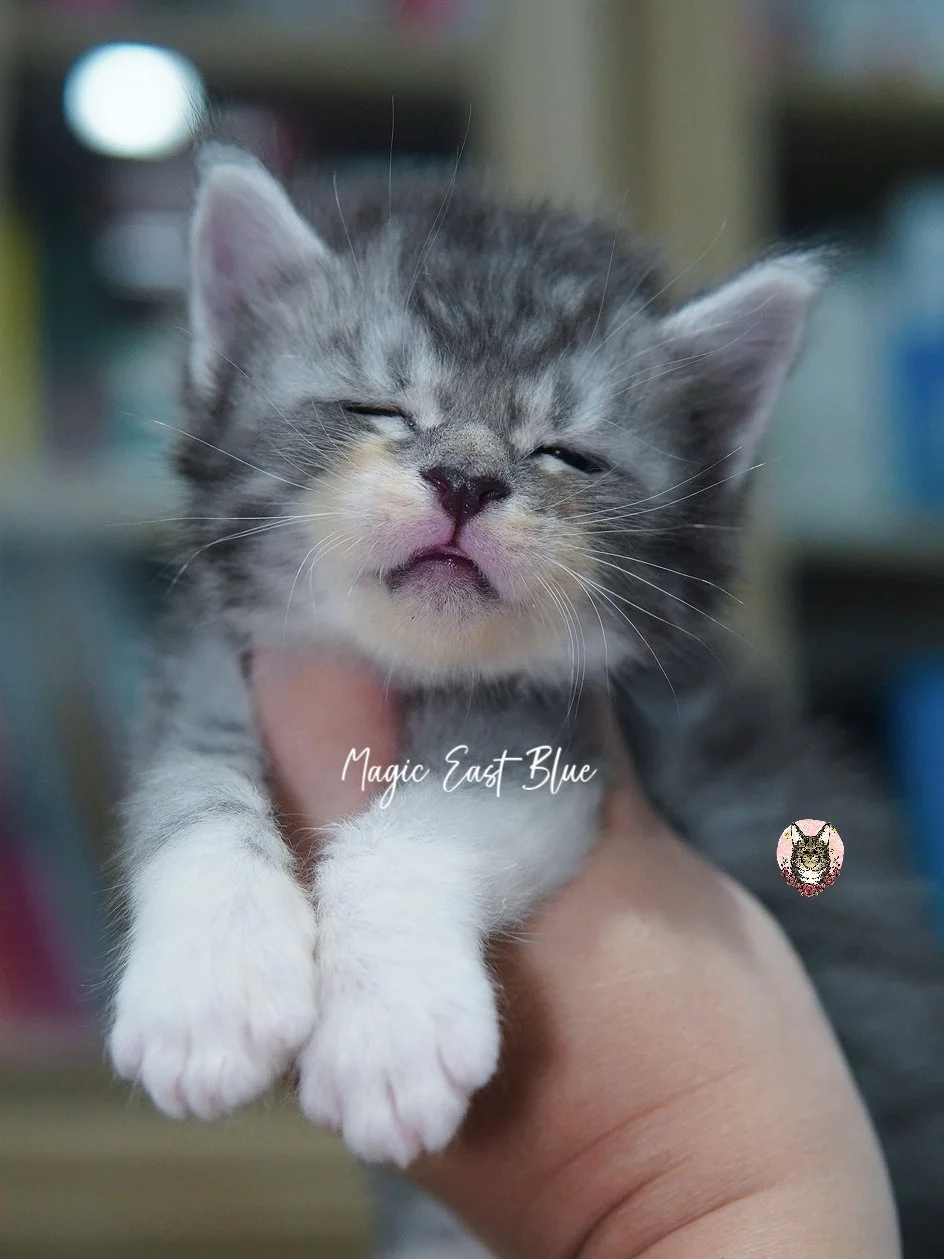 blue silver tabby bicolor zuri mellow (17).jpg