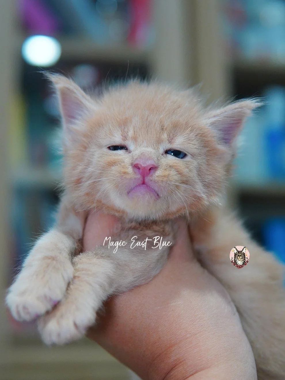 Cream Boy [Zuri X Mellow] 19 May 2026 (18).jpg