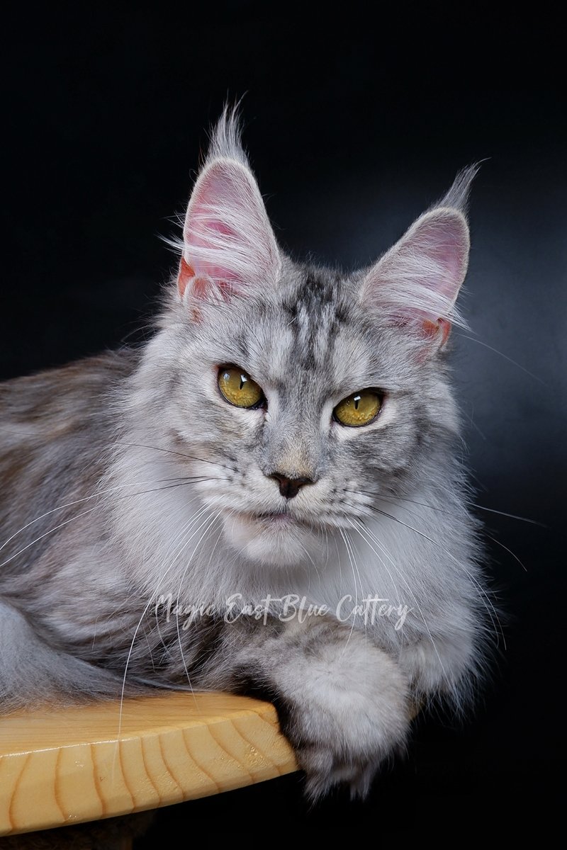 queen silver (22).JPG