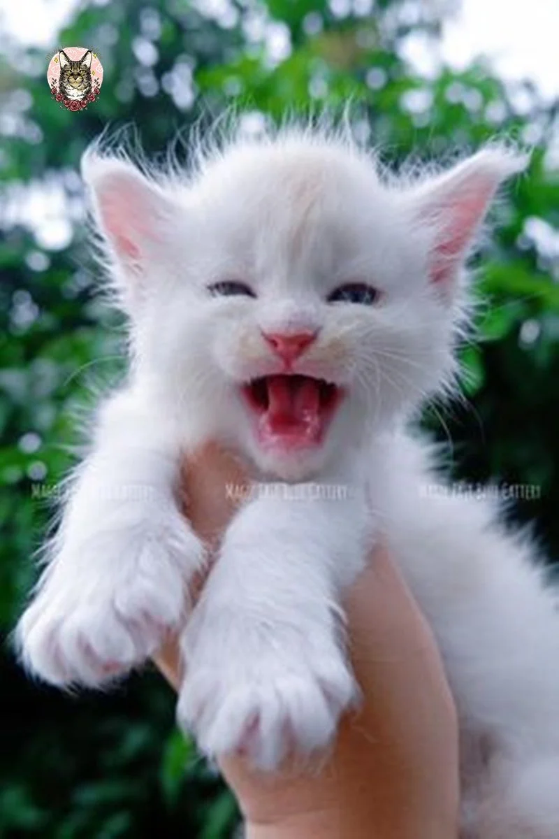 Purrfect (12).jpg