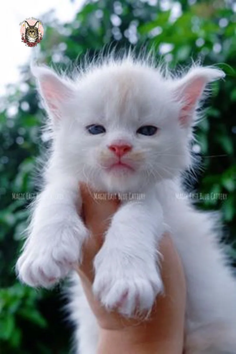 Purrfect (18).jpg