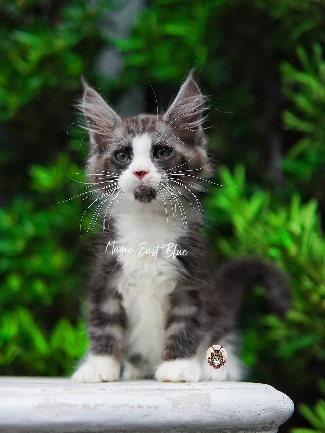 *Red Collar* Boy