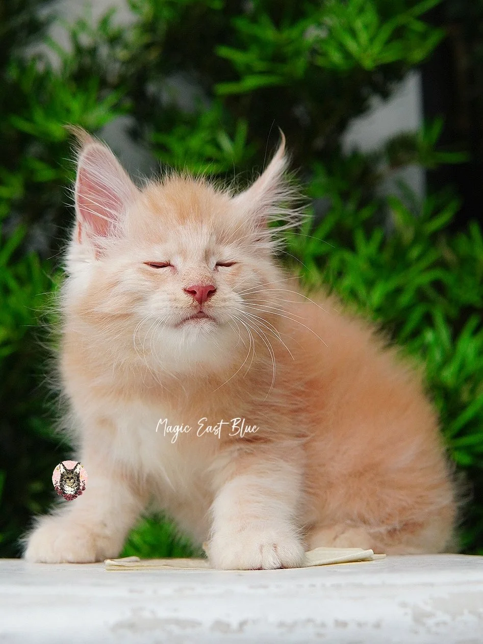 cream silver anna wellington kitten (8).jpg