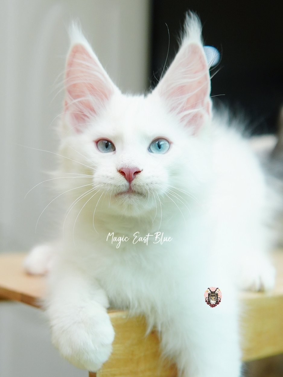 white blueeye boy hen new 2 (33).jpg