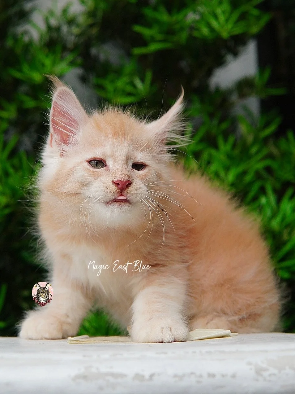 cream silver anna wellington kitten (9).jpg