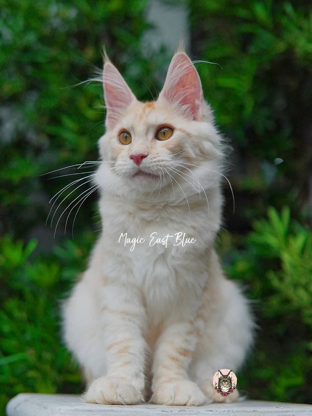 Leo (11).jpg