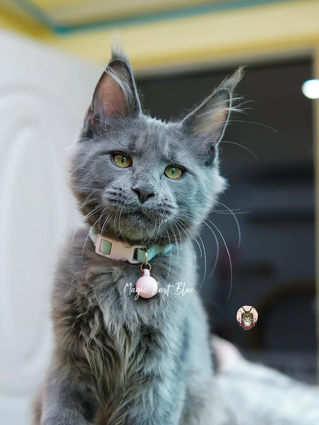 *Baby Blue* Boy