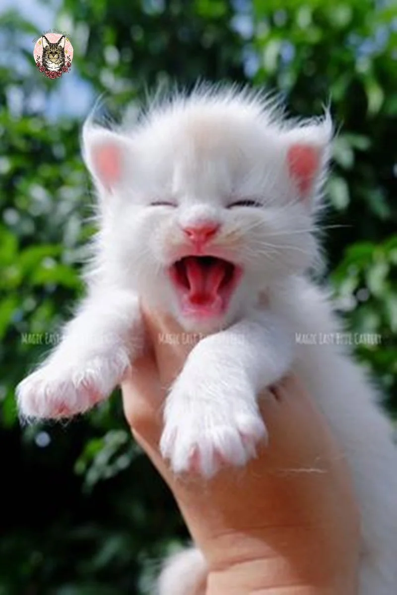Purrfect (3).jpg