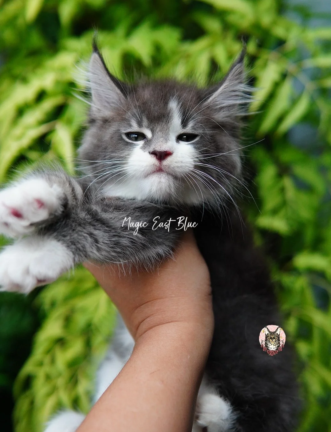 Blue Tabby Bicolor zuri mellow (9).jpg