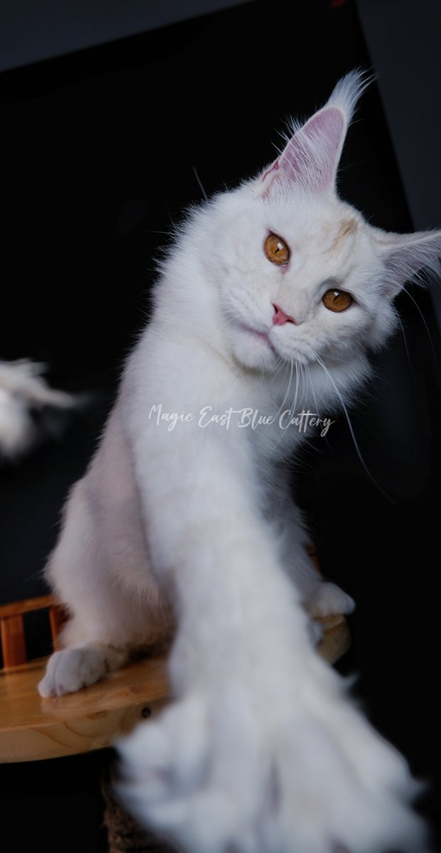 Purrfect (45).JPG