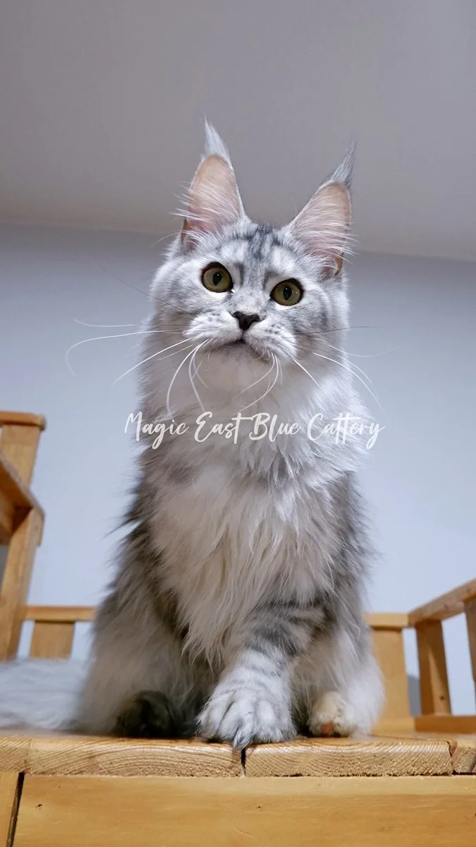 queen silver (9).JPG