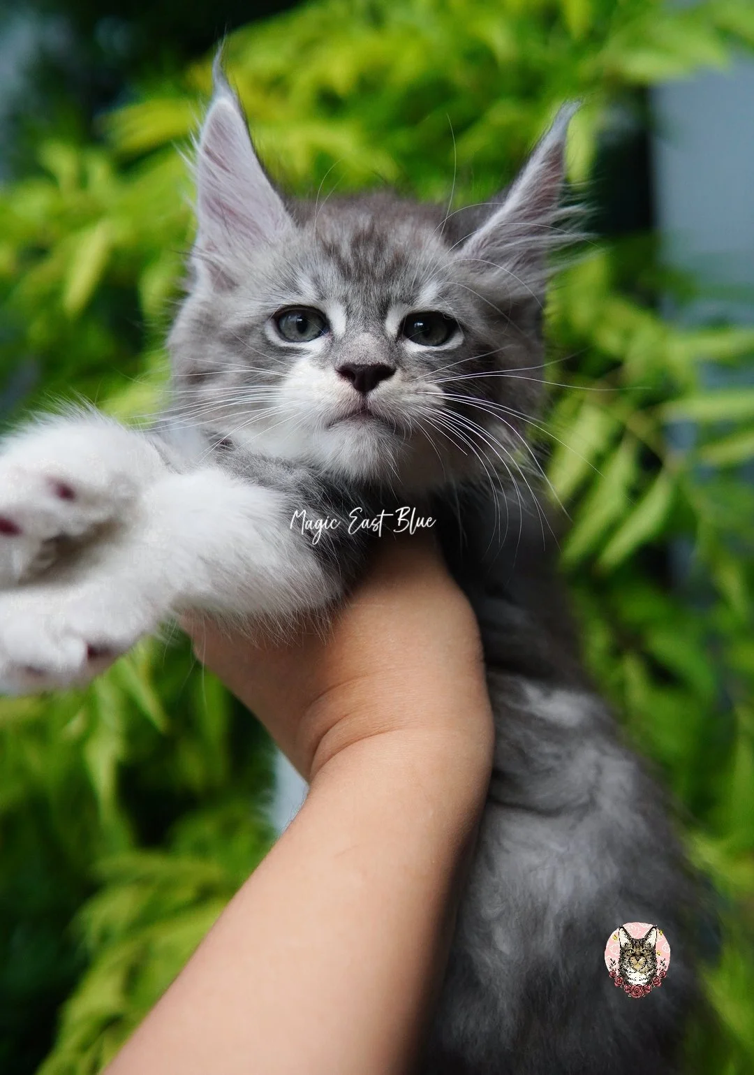 blue silver tabby bicolor zuri mellow (7).jpg