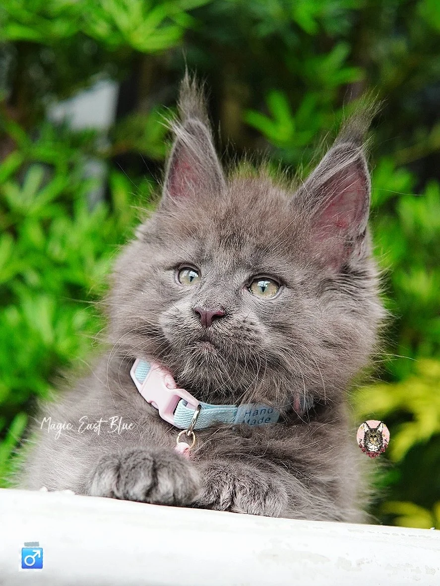 babyblue (19).jpg