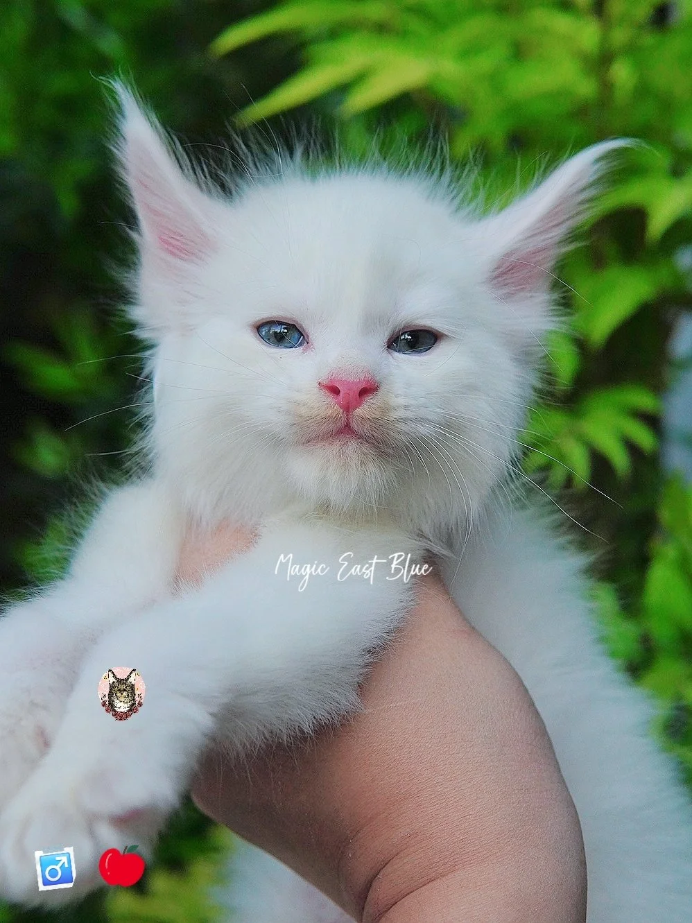 white blueeye boy hen new 2 (19).jpg