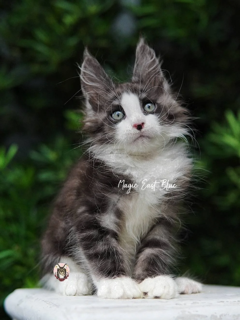 *Brown Collar* Boy