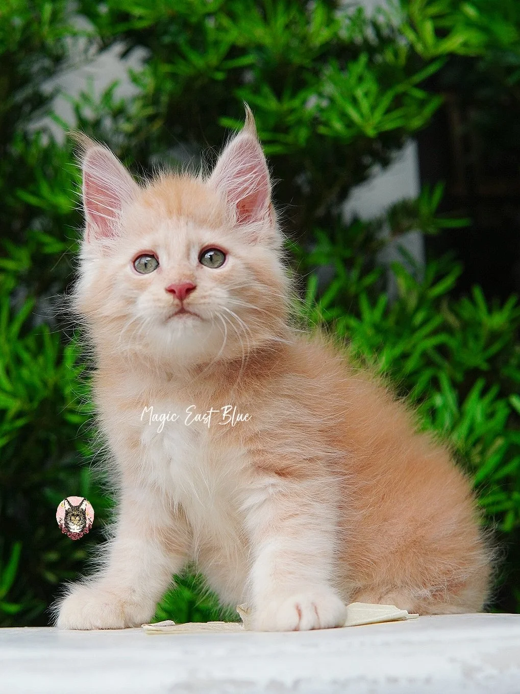 cream silver anna wellington kitten (11).jpg