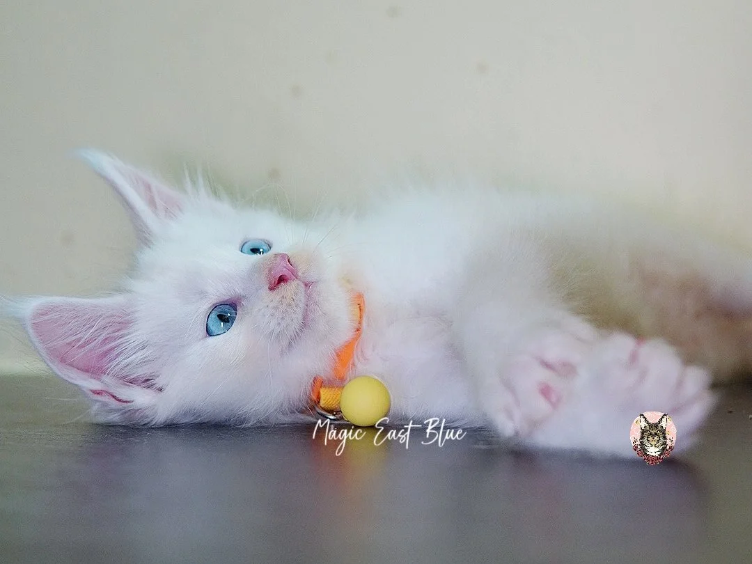 white blueeye boy hen new 2 (27).jpg