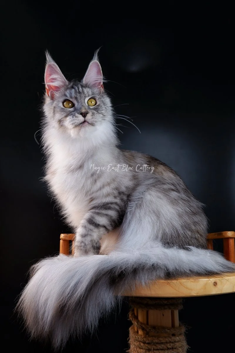 queen silver (40).JPG