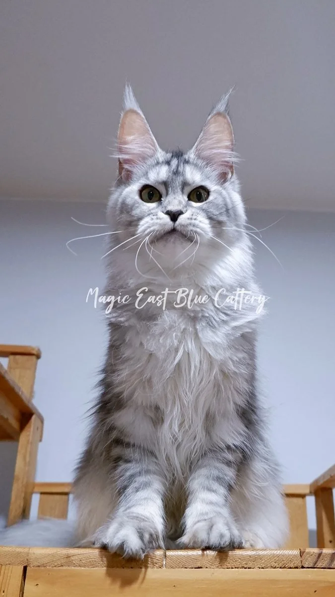 queen silver (12).JPG