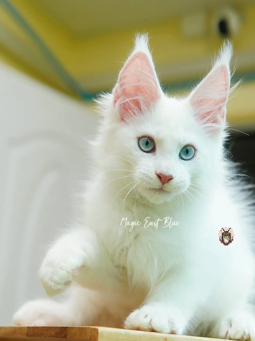 white blueeye boy hen new 2 (38).jpg