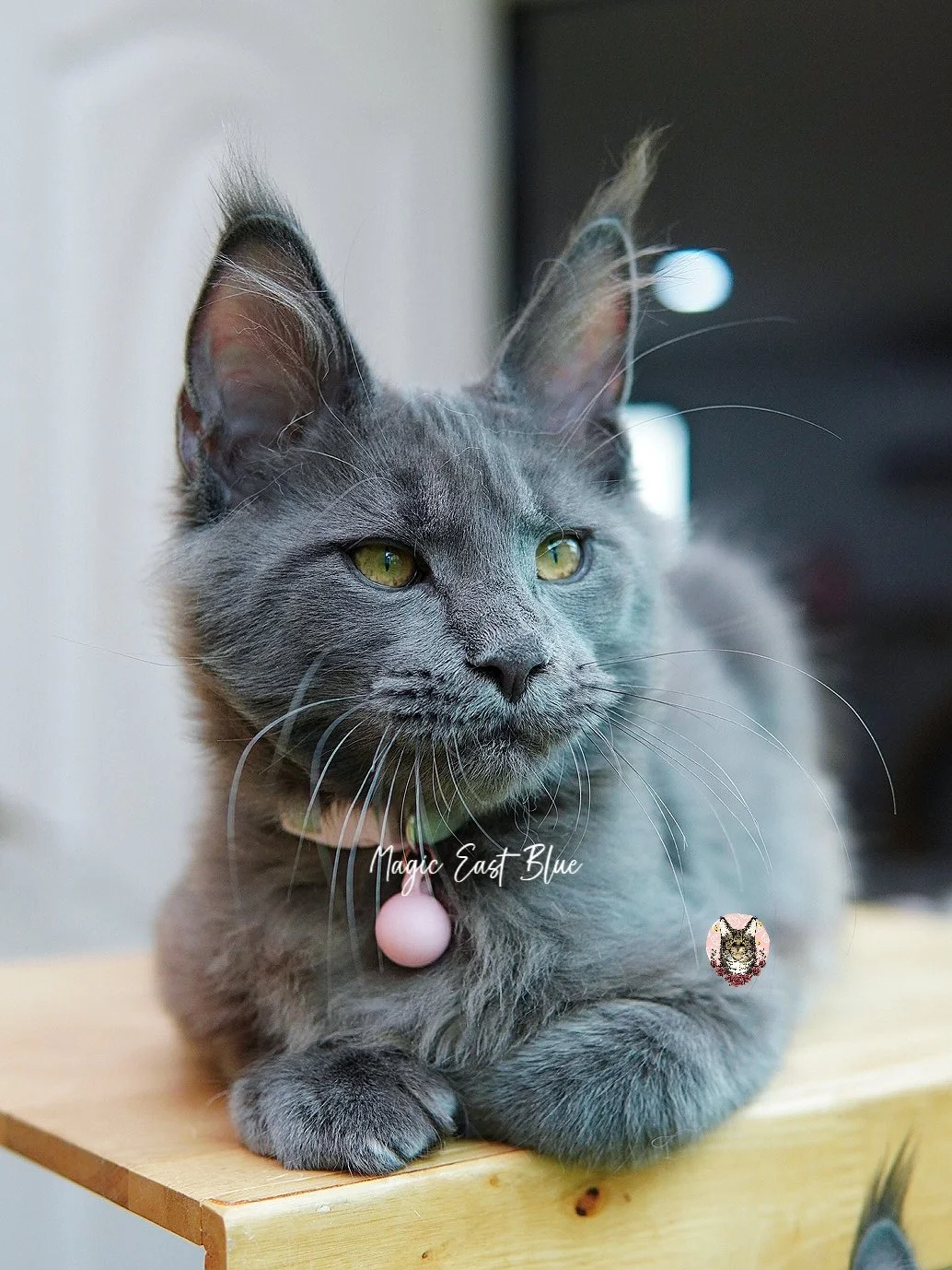 babyblue (65).jpg