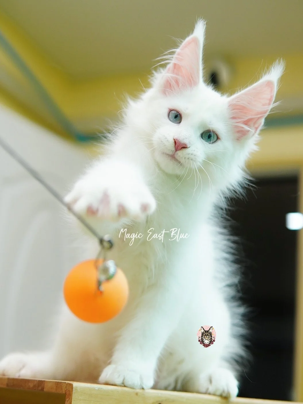 *White* Blue Eyed Boy