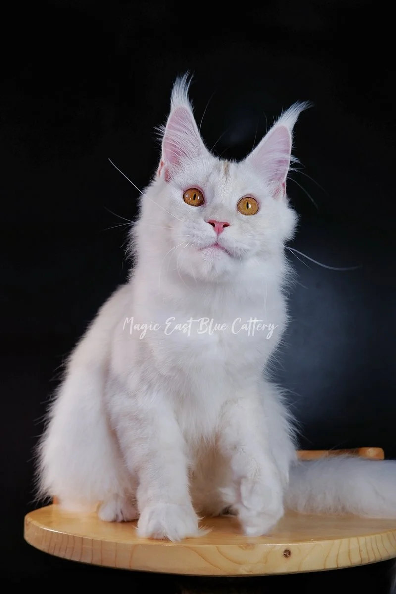 Purrfect (1).JPG