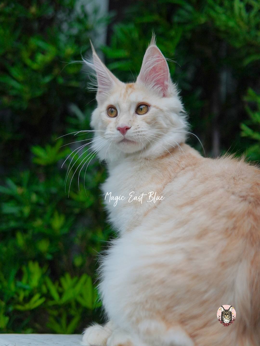 Leo (1).jpg