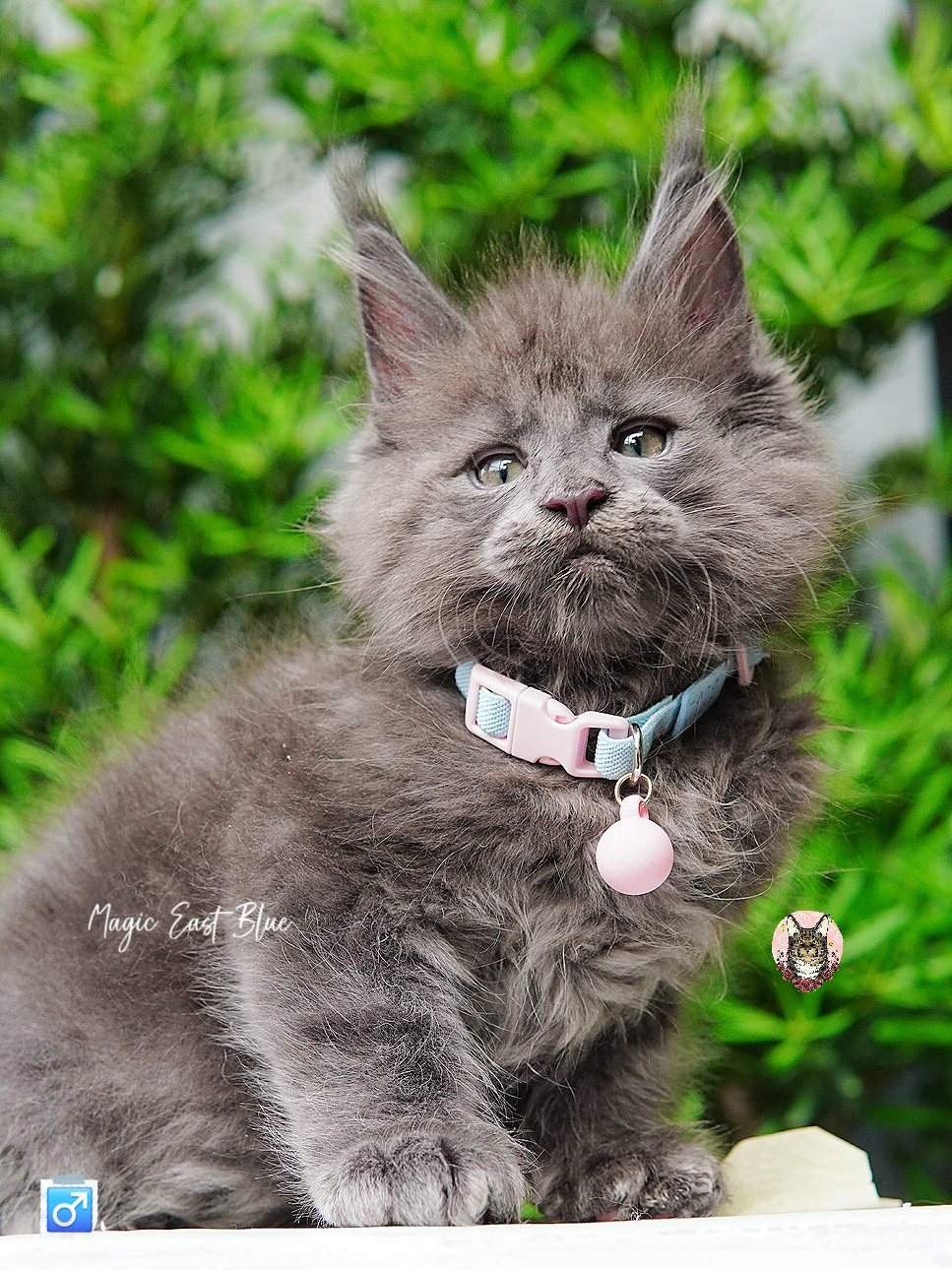 babyblue (14).jpg