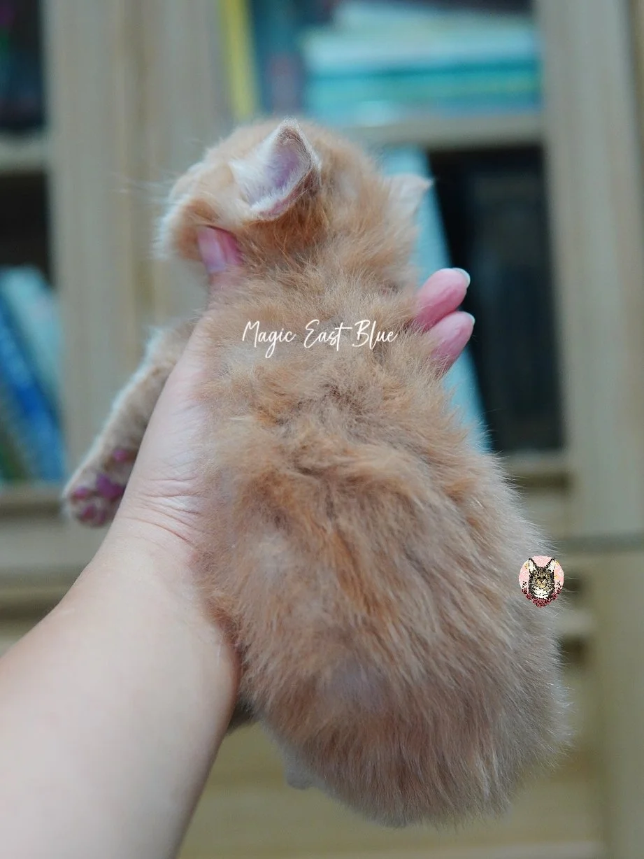 Cream Boy [Zuri X Mellow] 19 May 2026 (17).jpg