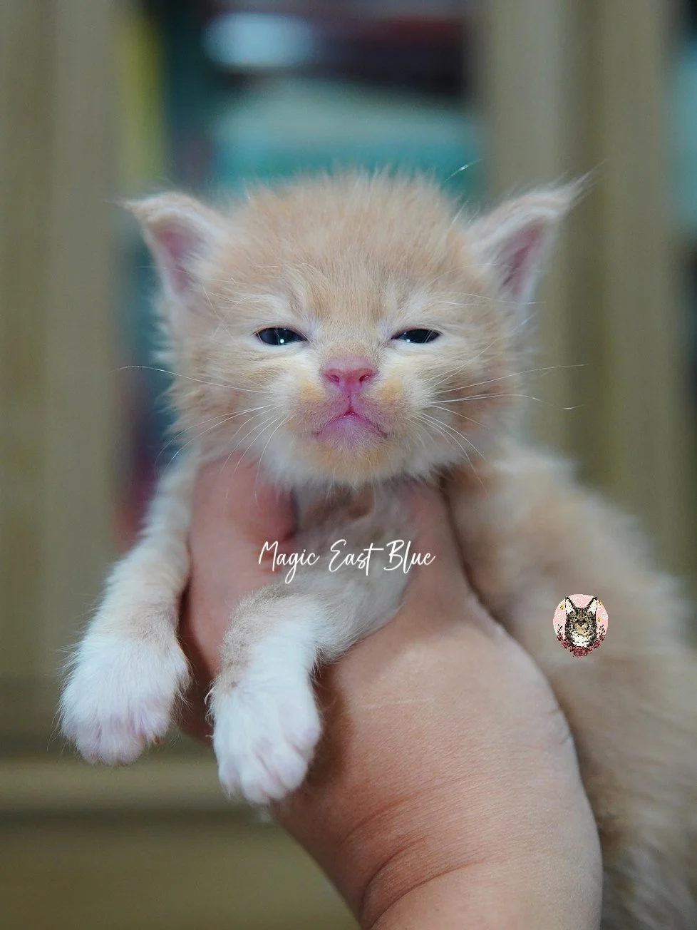 Cream Bicolor Tabby Boy [Zuri X Mellow] 19 May 2026 (19).jpg