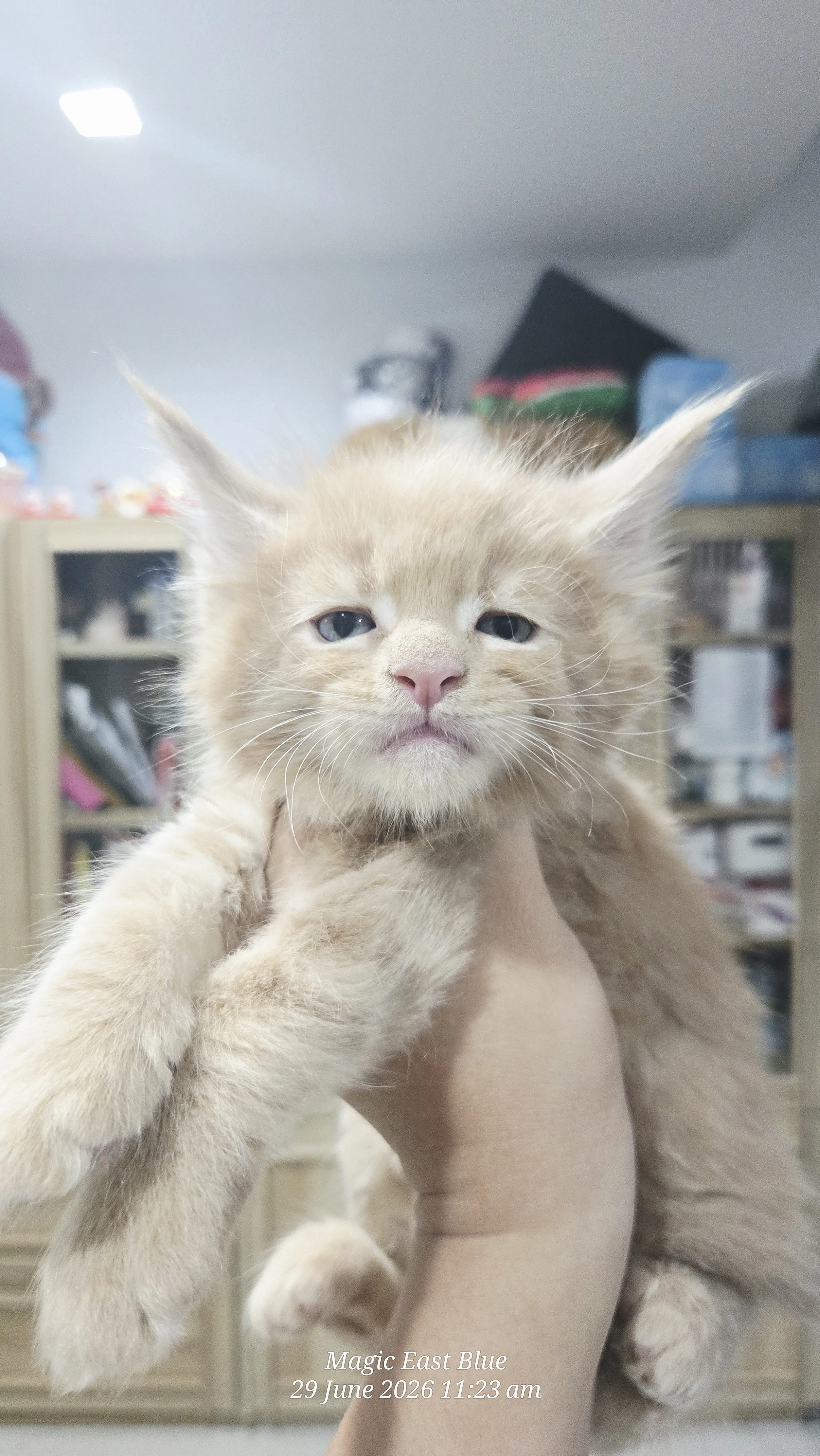 Cream Boy [Zuri X Mellow] 19 May 2026 (1).jpg