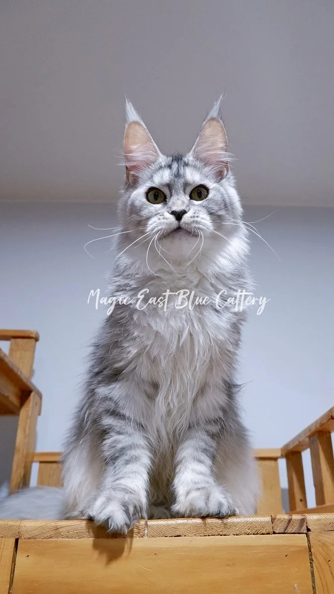 queen silver (15).JPG