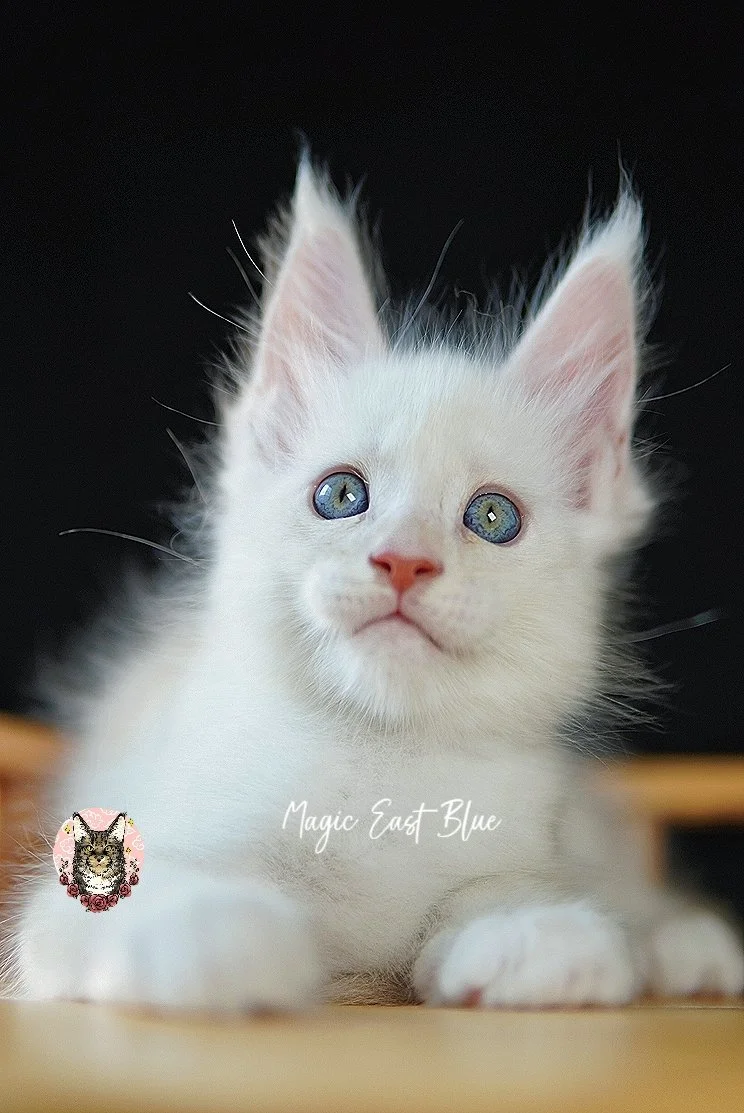 White Wine (52).jpg