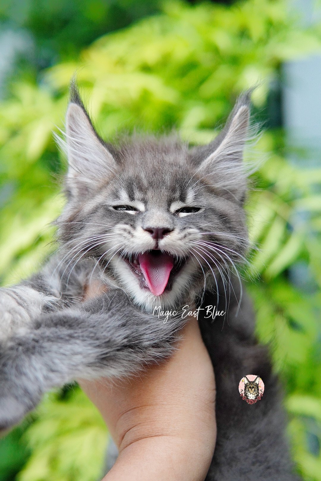 Blue tabby boy zuri mellow (9).jpg