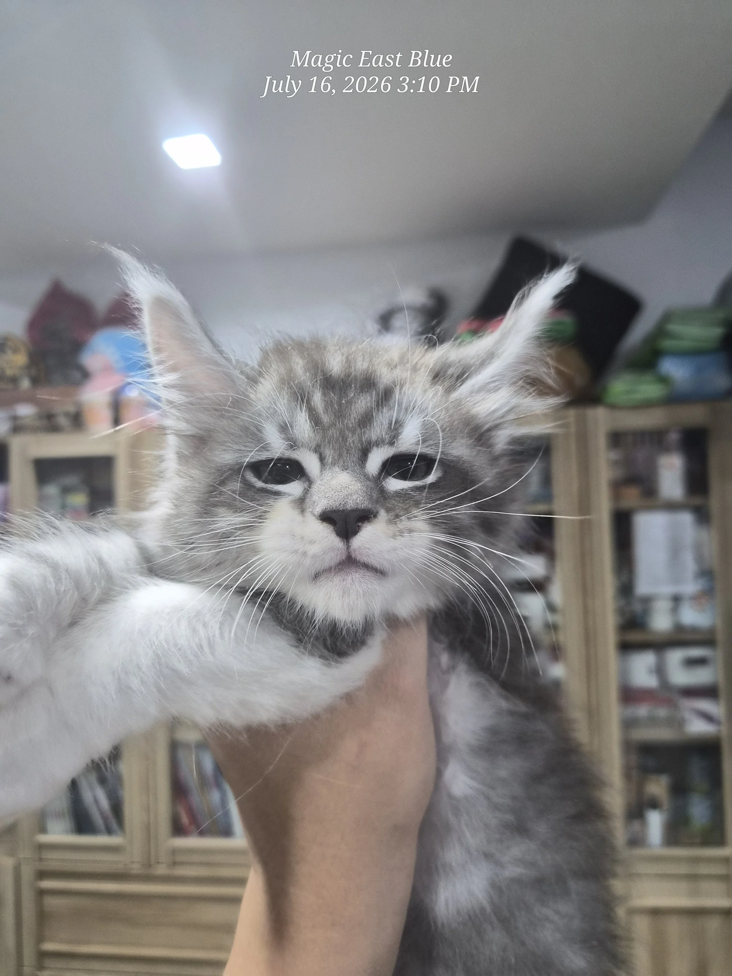 blue silver tabby bicolor zuri mellow (4).jpg