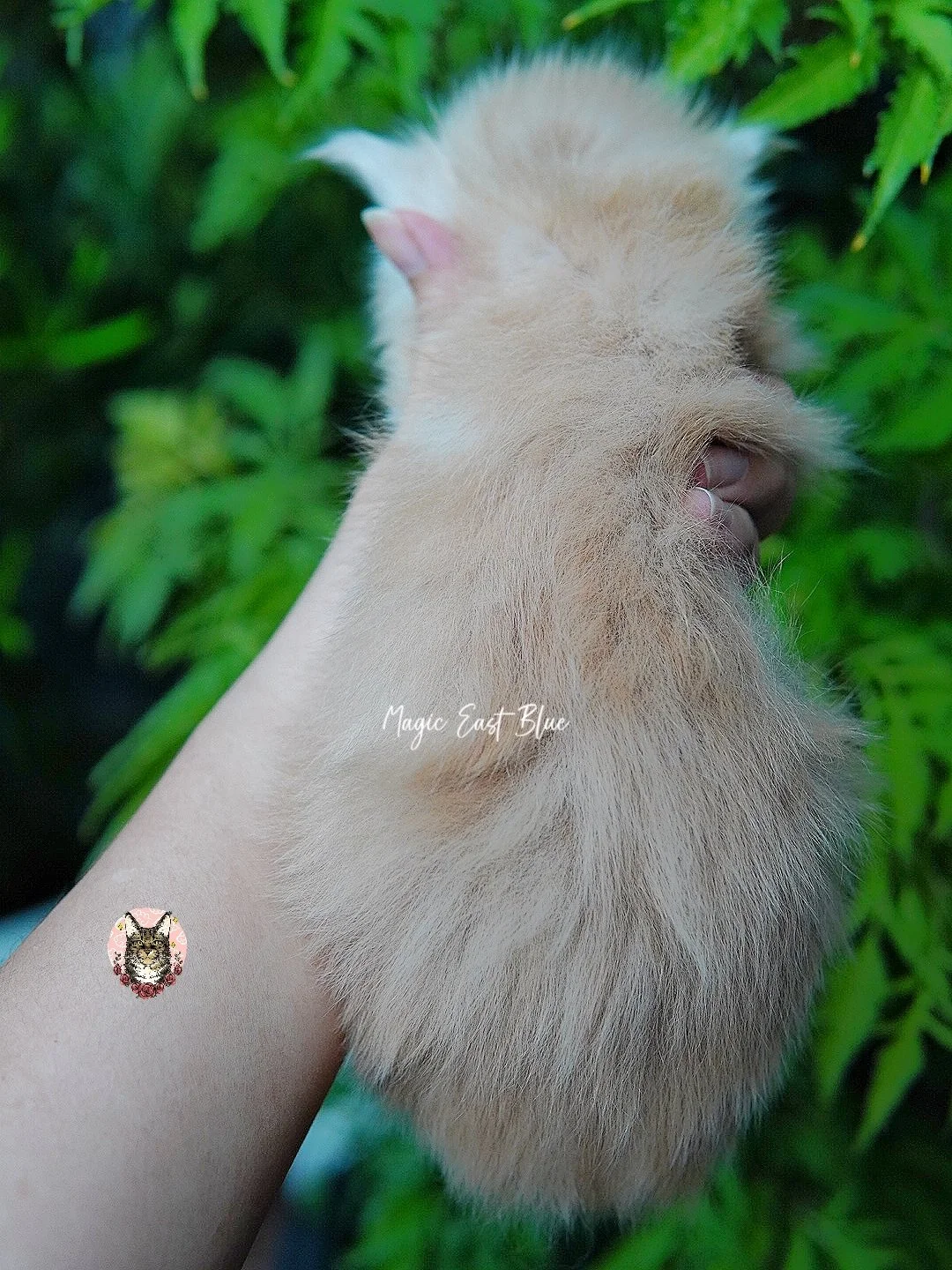 cream silver anna wellington kitten (17).jpg