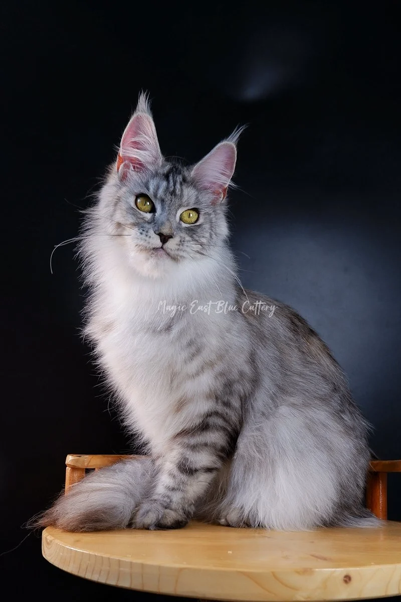 queen silver (59).JPG