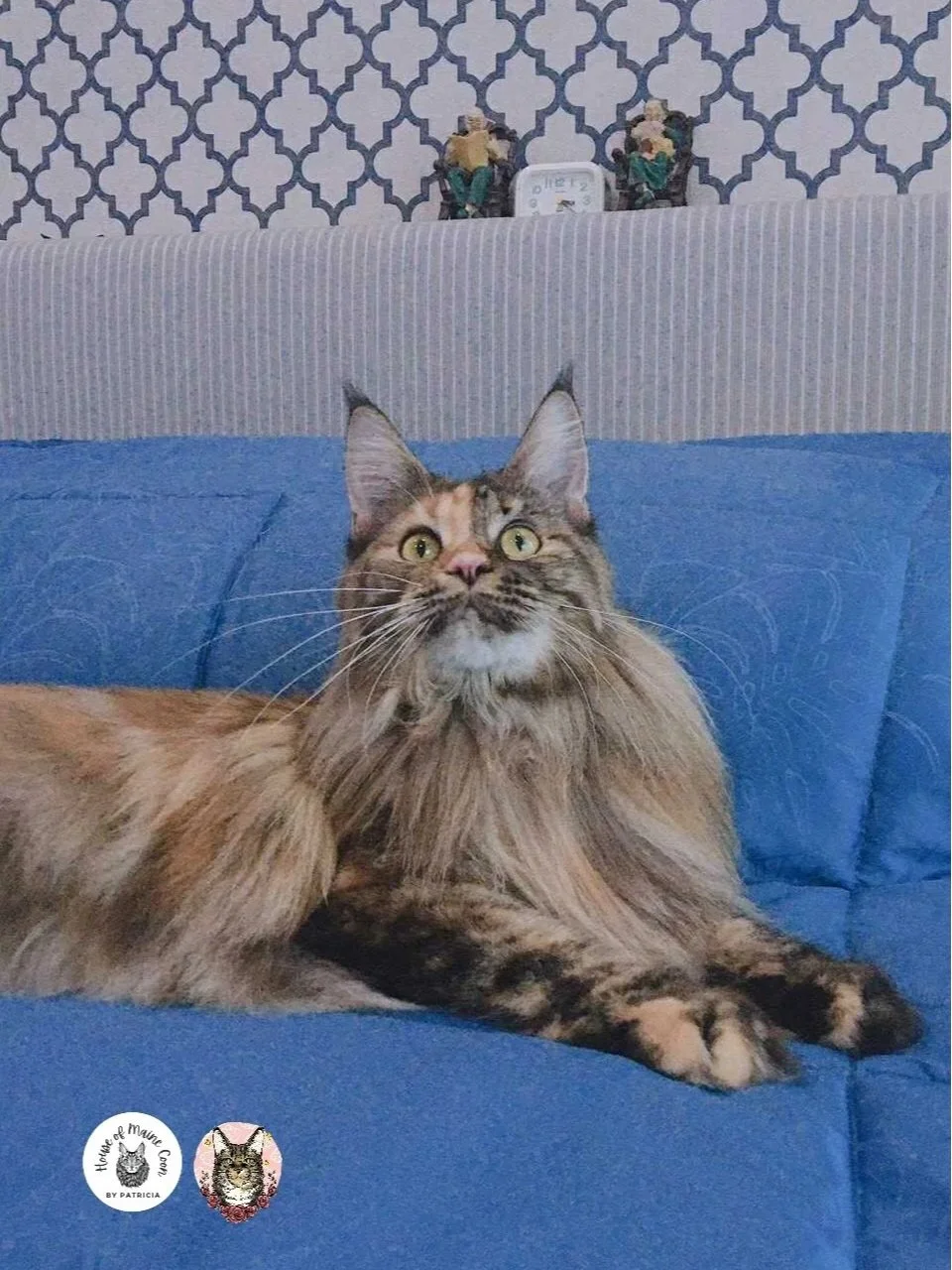 Elica+%282%29.jpg