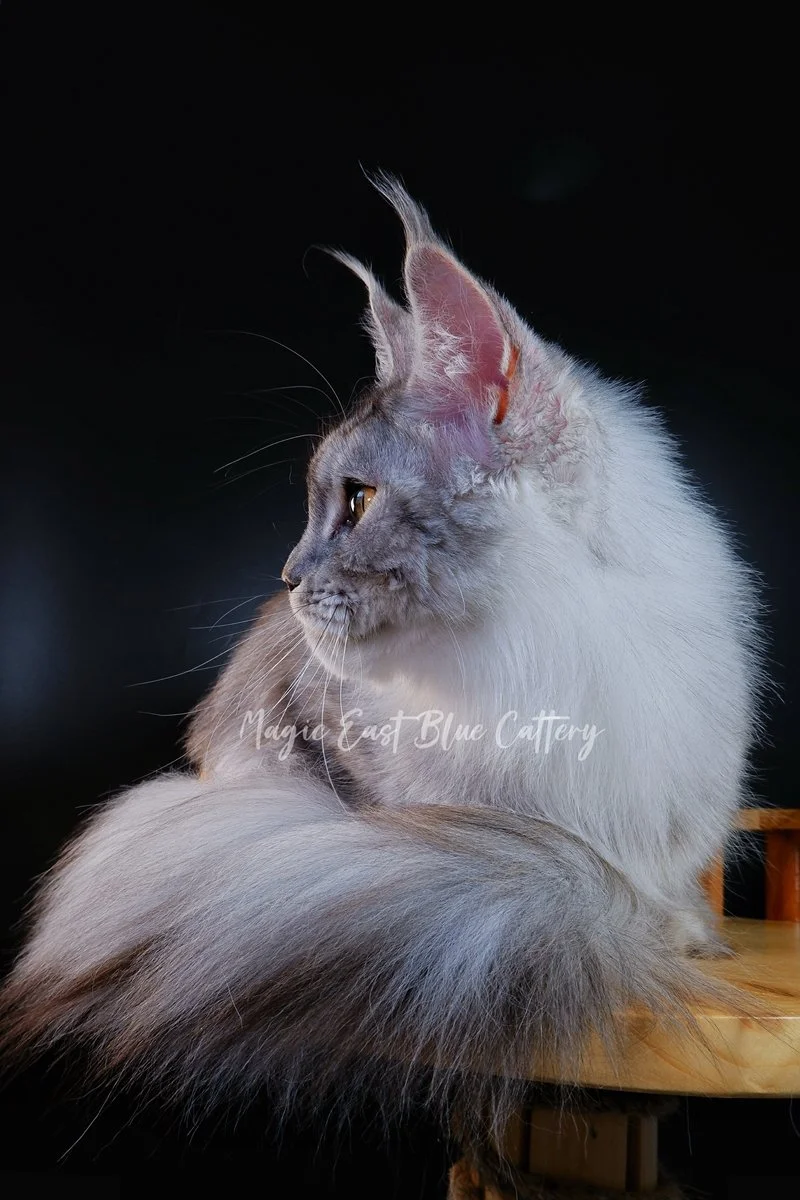 queen silver (16).JPG