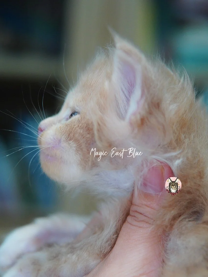 Cream Bicolor Tabby Boy [Zuri X Mellow] 19 May 2026 (15).jpg