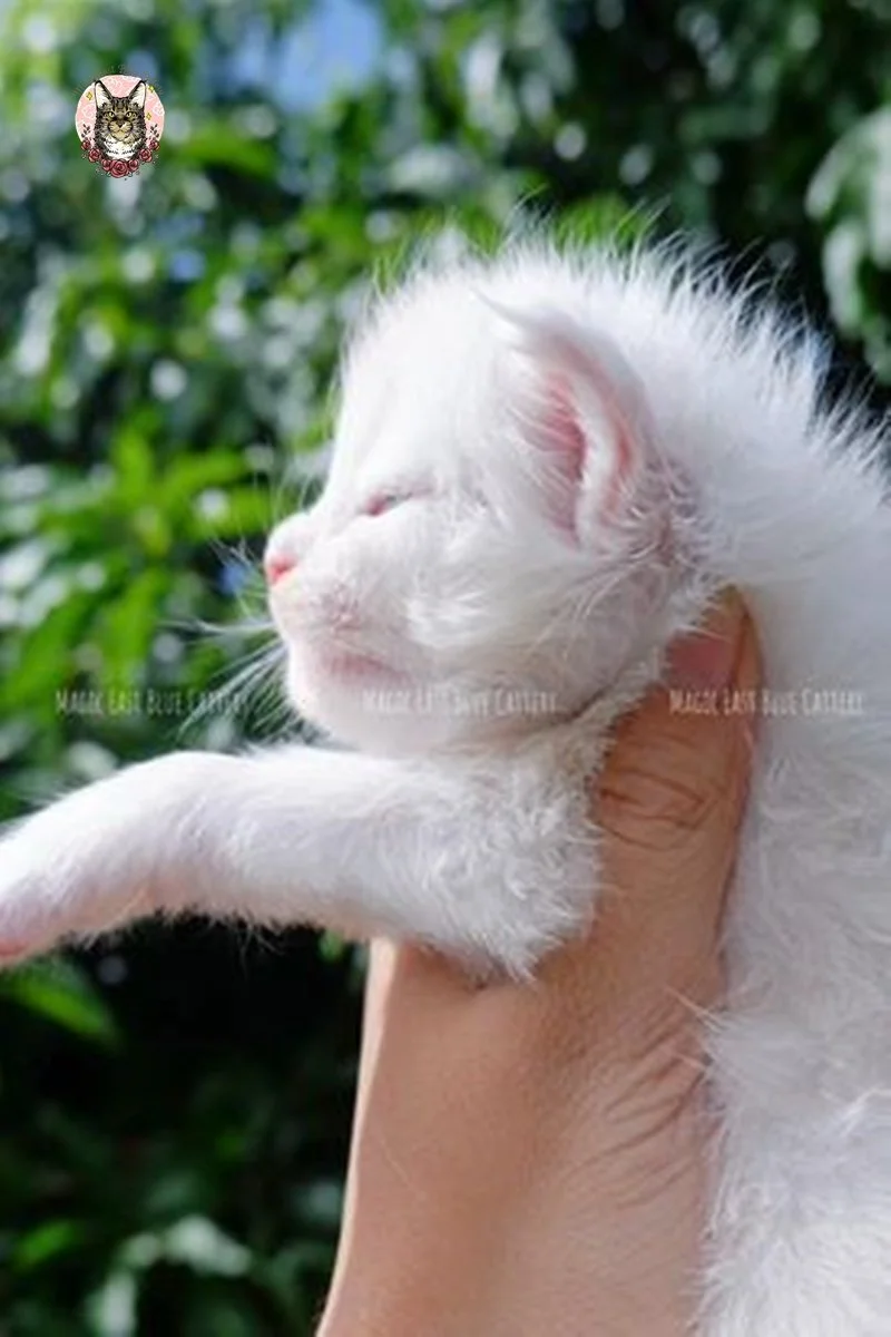 Purrfect (2).jpg