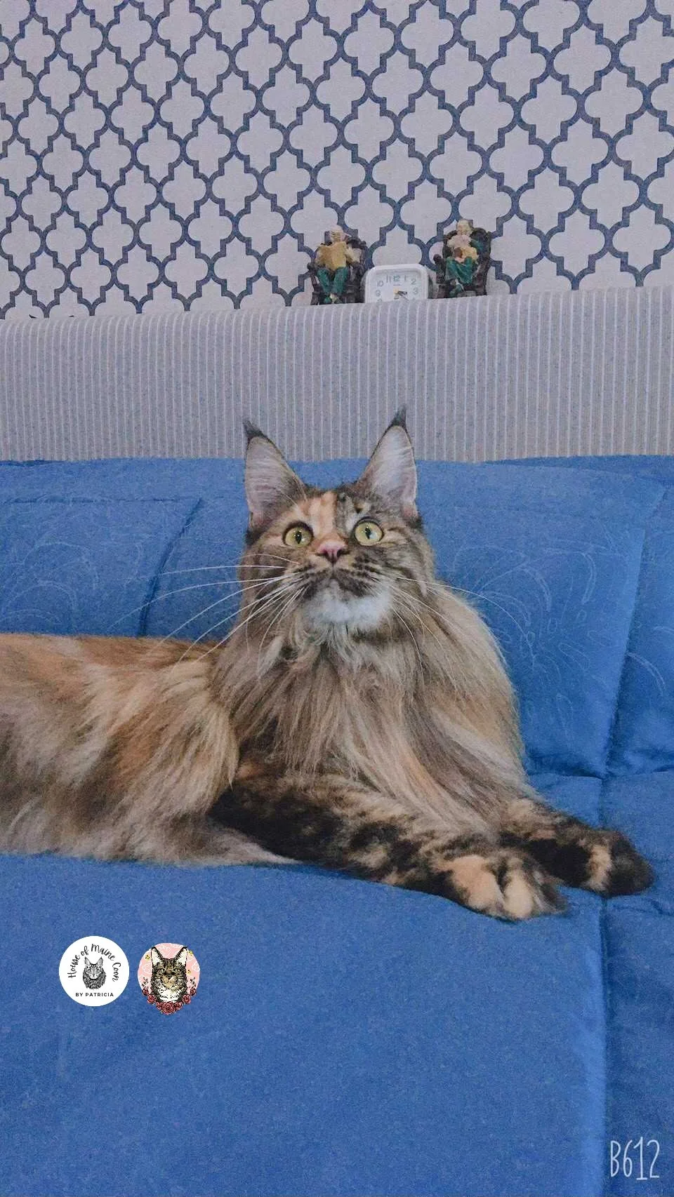 Elica