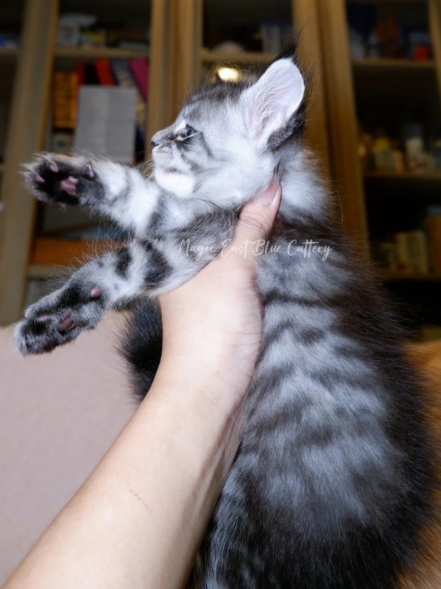 Vital Tigger (59).JPG
