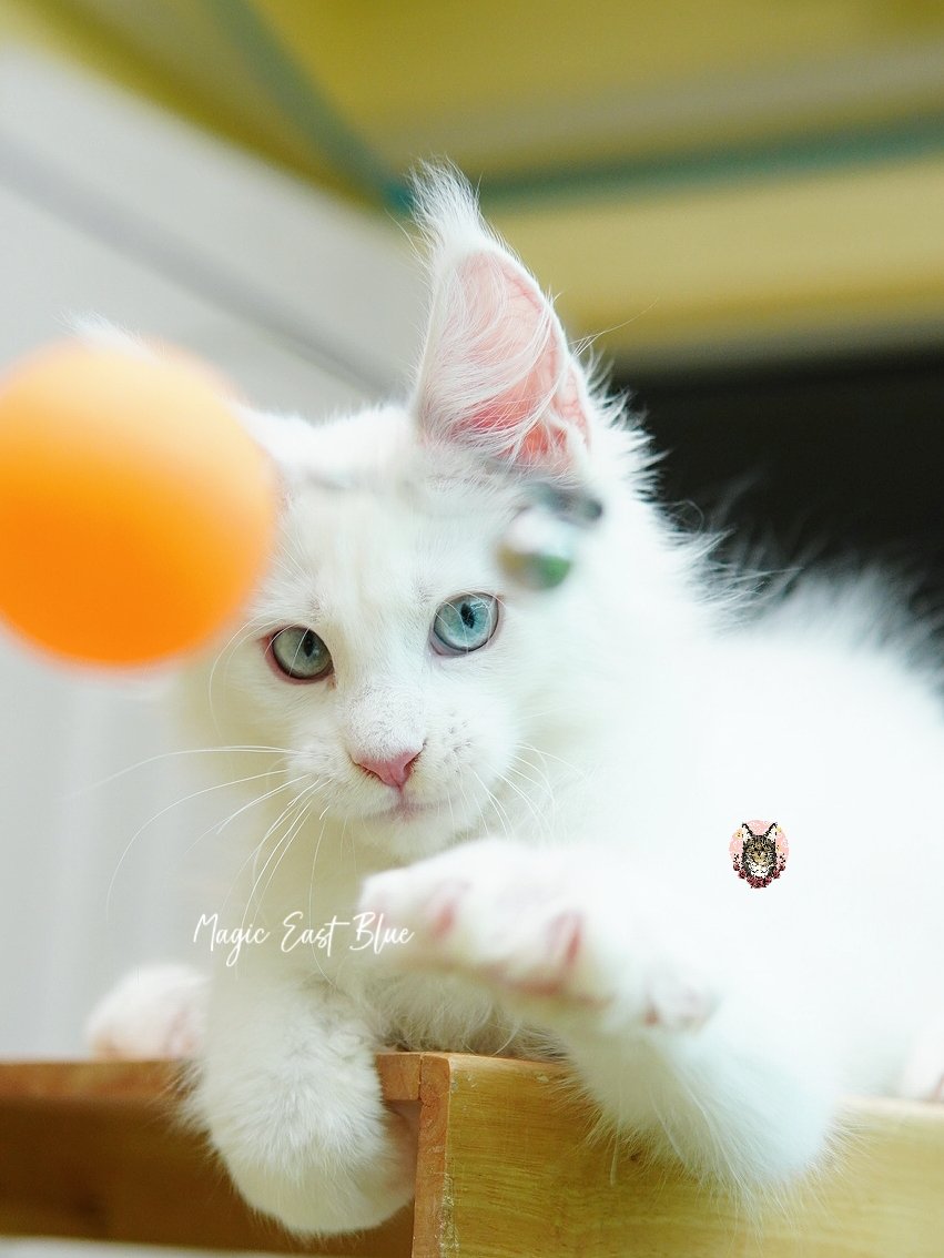 white blueeye boy hen new 2 (35).jpg