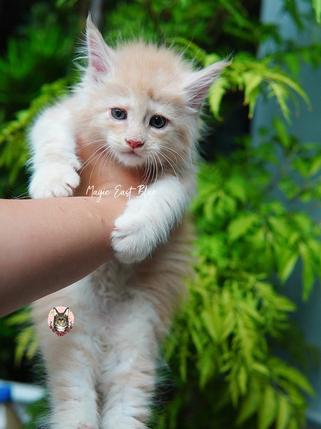 cream silver anna wellington kitten (6).jpg