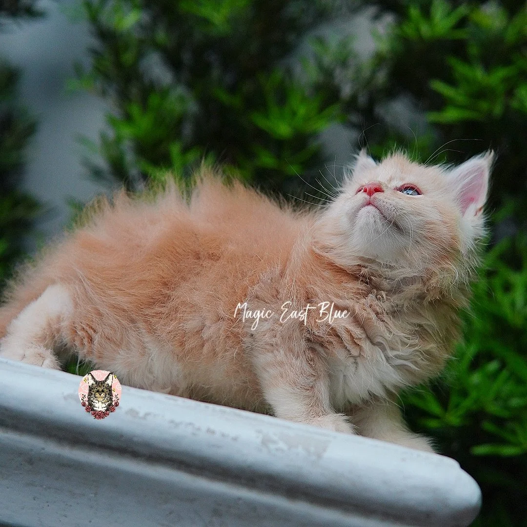 cream silver anna wellington kitten (3).jpg