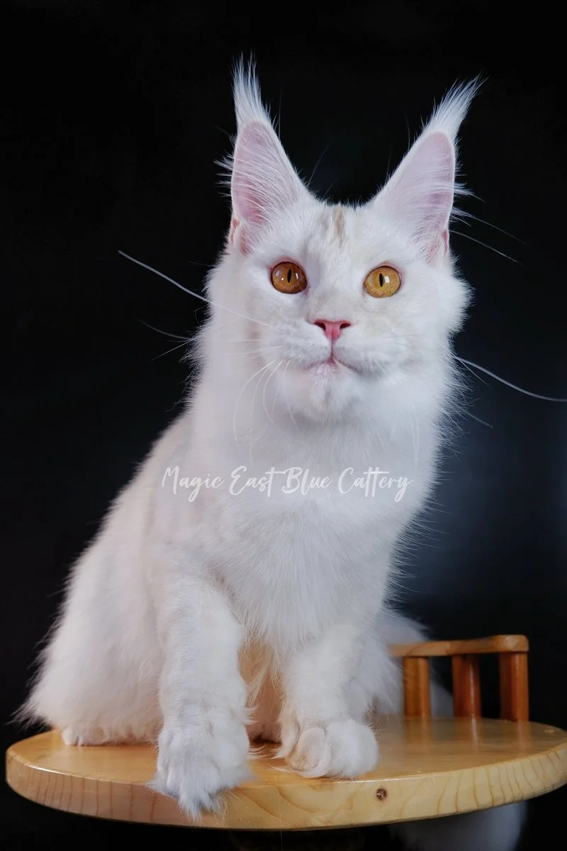 Purrfect